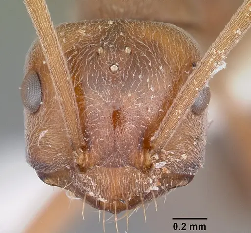 Melophorus anderseni specimen CASENT0104675 image casent0104675_2