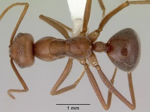 Melophorus anderseni specimen CASENT0172008 image casent0172008_1