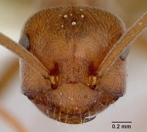 Melophorus anderseni specimen CASENT0172008 image casent0172008_2