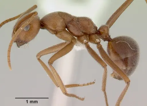 Melophorus anderseni specimen CASENT0172008 image casent0172008_3