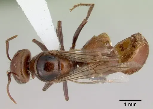 Melophorus anderseni specimen CASENT0172009 image casent0172009_1