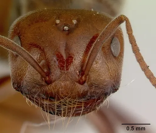 Melophorus anderseni specimen CASENT0172009 image casent0172009_2