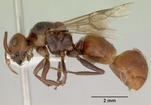 Melophorus anderseni specimen CASENT0172009 image casent0172009_3