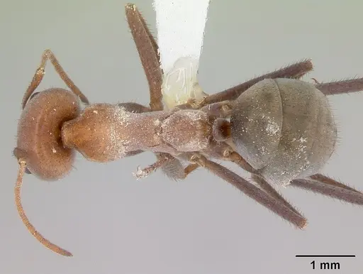 Melophorus anderseni specimen CASENT0173919 image casent0173919_1