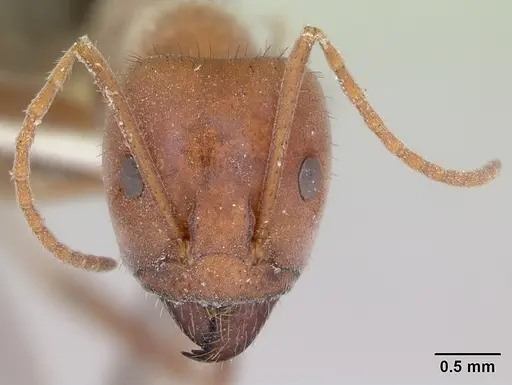 Melophorus anderseni specimen CASENT0173919 image casent0173919_2