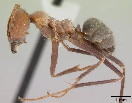 Melophorus anderseni specimen CASENT0173919 image casent0173919_3