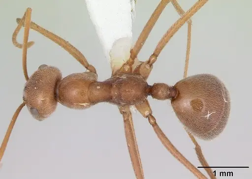 Melophorus anderseni specimen CASENT0173920 image casent0173920_1