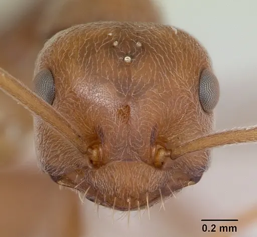 Melophorus anderseni specimen CASENT0173920 image casent0173920_2