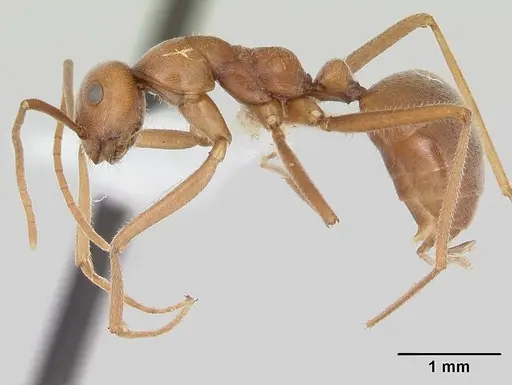 Melophorus anderseni specimen CASENT0173920 image casent0173920_3