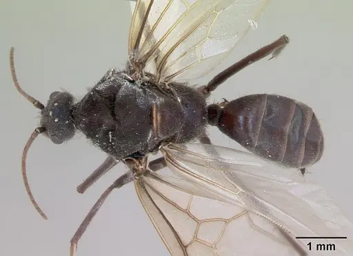Melophorus anderseni specimen CASENT0173921 image casent0173921_1