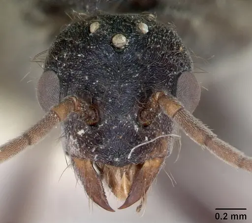 Melophorus anderseni specimen CASENT0173921 image casent0173921_2