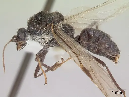 Melophorus anderseni specimen CASENT0173921 image casent0173921_3