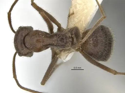 Melophorus andersenioides specimen ANIC32-900082-1 image anic32-900082-1_1