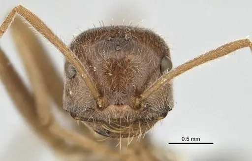 Melophorus andersenioides specimen ANIC32-900082-1 image anic32-900082-1_2