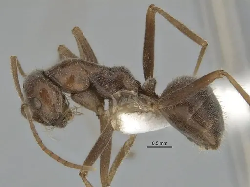 Melophorus andersenioides specimen ANIC32-900082-1 image anic32-900082-1_3