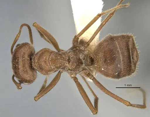 Melophorus andersenioides specimen ANIC32-900082-2 image anic32-900082-2_1