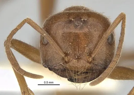 Melophorus andersenioides specimen ANIC32-900082-2 image anic32-900082-2_2