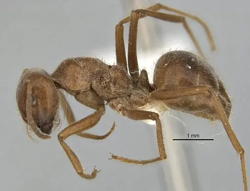 Melophorus andersenioides specimen ANIC32-900082-2 image anic32-900082-2_3