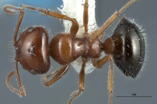 Melophorus ankylochaetes specimen ANTWEB1008994 image antweb1008994_1