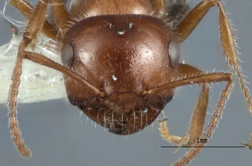 Melophorus ankylochaetes specimen ANTWEB1008994 image antweb1008994_2