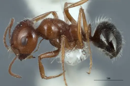 Melophorus ankylochaetes specimen ANTWEB1008994 image antweb1008994_3