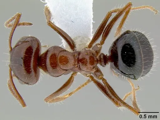 Melophorus ankylochaetes specimen CASENT0106148 image casent0106148_1