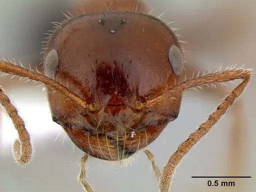 Melophorus ankylochaetes specimen CASENT0106148 image casent0106148_2