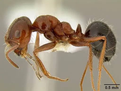 Melophorus ankylochaetes specimen CASENT0106148 image casent0106148_3
