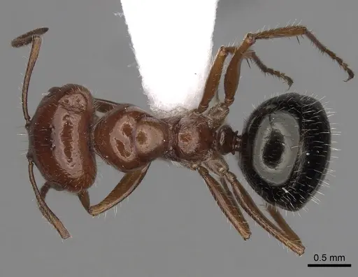Melophorus ankylochaetes specimen CASENT0280492 image casent0280492_1