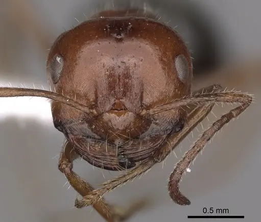 Melophorus ankylochaetes specimen CASENT0280492 image casent0280492_2