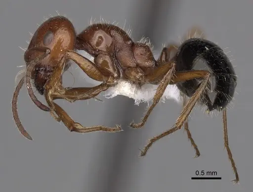 Melophorus ankylochaetes specimen CASENT0280492 image casent0280492_3