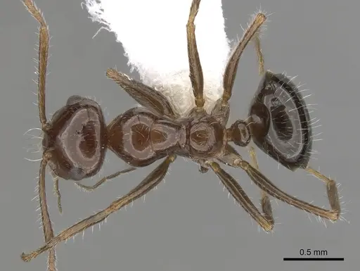 Melophorus ankylochaetes specimen CASENT0280493 image casent0280493_1