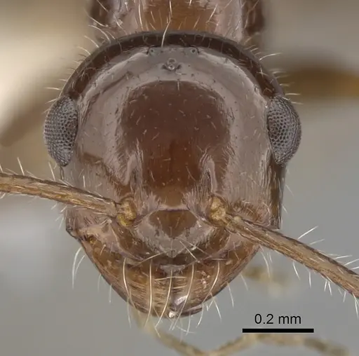 Melophorus ankylochaetes specimen CASENT0280493 image casent0280493_2