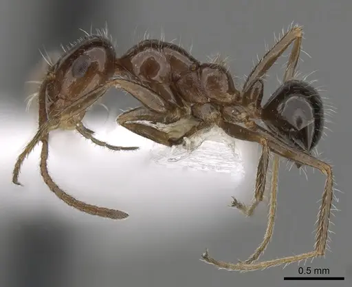 Melophorus ankylochaetes specimen CASENT0280493 image casent0280493_3
