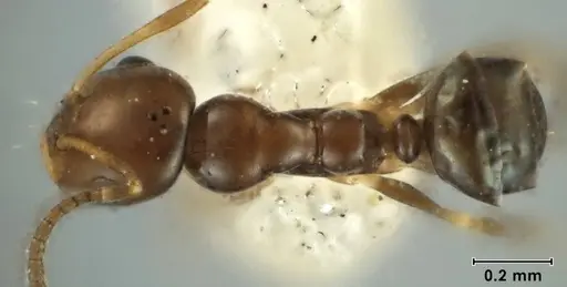 Melophorus argus specimen ANIC32-066597-1 image anic32-066597-1_1