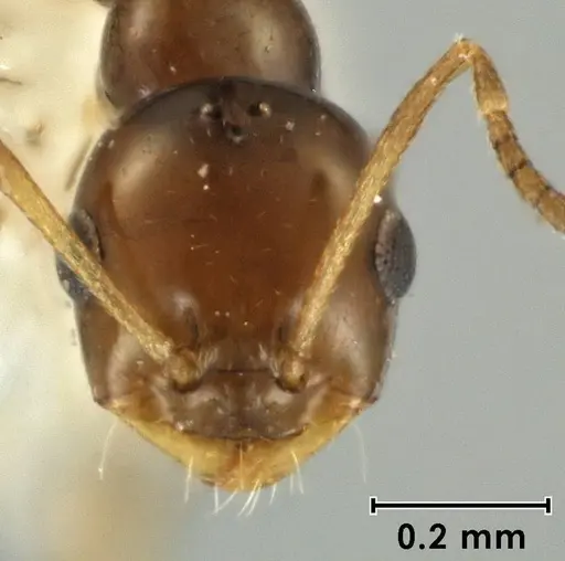 Melophorus argus specimen ANIC32-066597-1 image anic32-066597-1_2