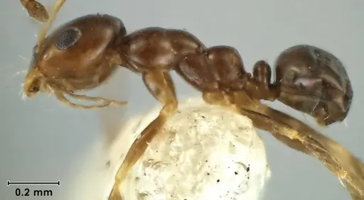 Melophorus argus specimen ANIC32-066597-1 image anic32-066597-1_3