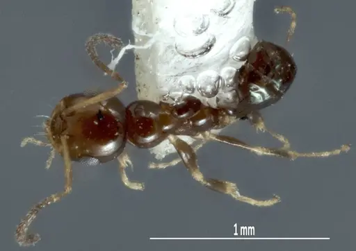 Melophorus argus specimen ANIC32-066597-2 image anic32-066597-2_1