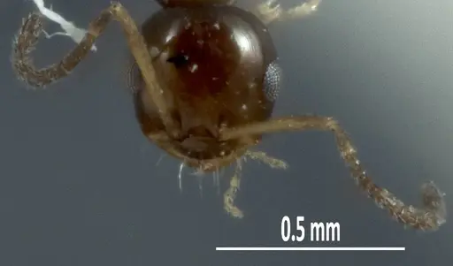 Melophorus argus specimen ANIC32-066597-2 image anic32-066597-2_2