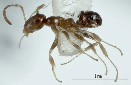 Melophorus argus specimen ANIC32-066597-2 image anic32-066597-2_3