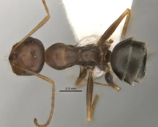 Melophorus attenuipes specimen JDM32-002000-1 image jdm32-002000-1_1