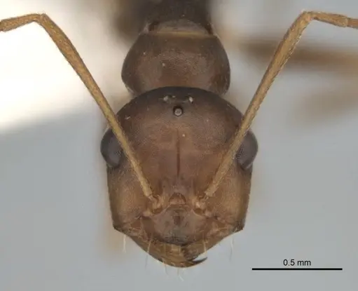 Melophorus attenuipes specimen JDM32-002000-1 image jdm32-002000-1_2