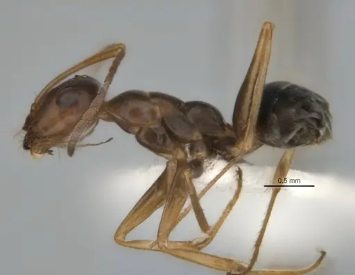 Melophorus attenuipes specimen JDM32-002000-1 image jdm32-002000-1_3