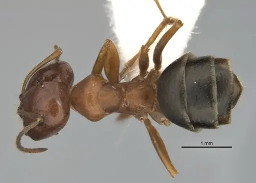 Melophorus attenuipes specimen JDM32-002000-2 image jdm32-002000-2_1