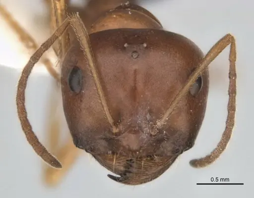Melophorus attenuipes specimen JDM32-002000-2 image jdm32-002000-2_2