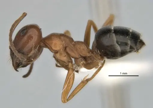 Melophorus attenuipes specimen JDM32-002000-2 image jdm32-002000-2_3