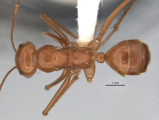 Melophorus bagoti specimen ANIC32-900070-1 image anic32-900070-1_1