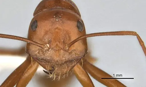 Melophorus bagoti specimen ANIC32-900070-1 image anic32-900070-1_2