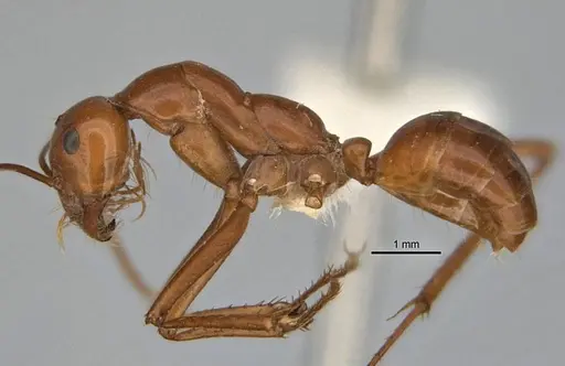 Melophorus bagoti specimen ANIC32-900070-1 image anic32-900070-1_3