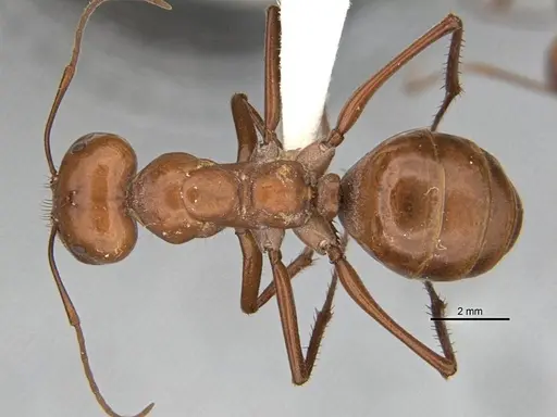 Melophorus bagoti specimen ANIC32-900070-2 image anic32-900070-2_1